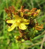 Hypericum maculatum. Отцветающее соцветие. Ярославская обл., с. Елизарово, берег р. Шаха. 09.07.2011.