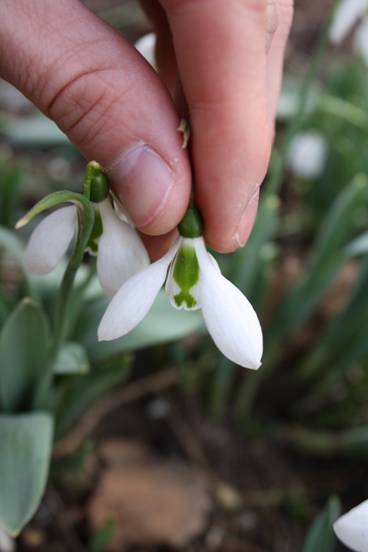 Изображение особи Galanthus graecus.