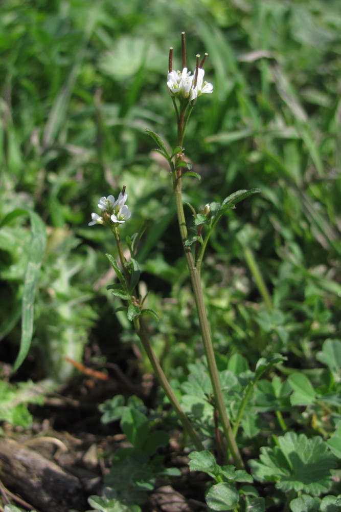 Изображение особи Cardamine hirsuta.