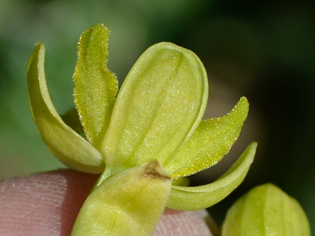 Изображение особи Ophrys lutea ssp. galilaea.