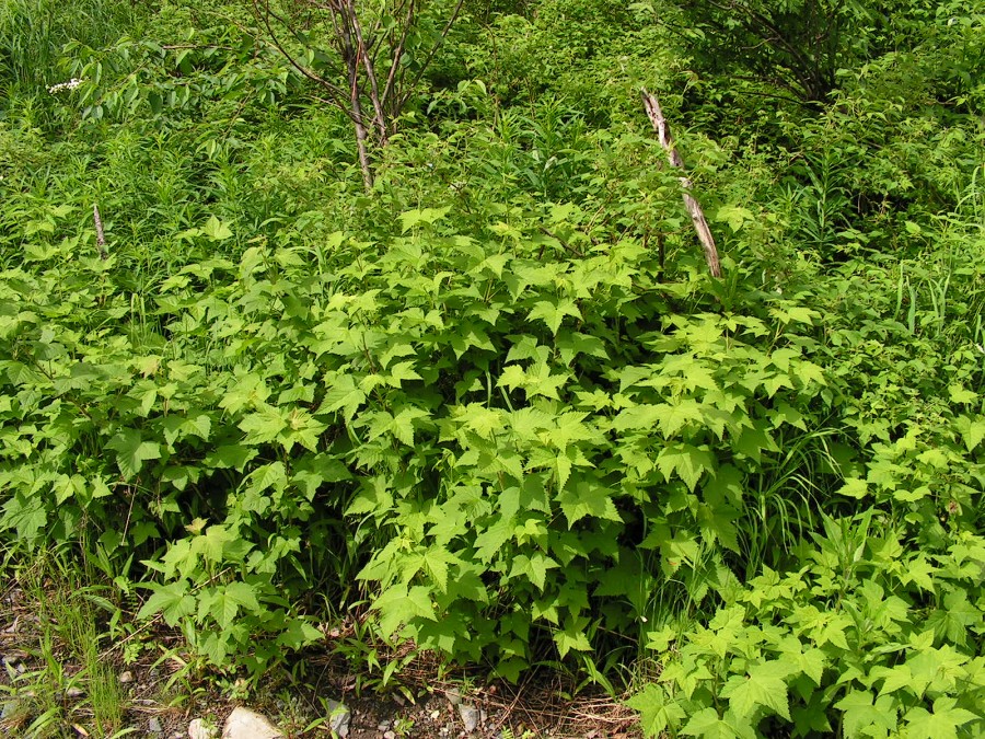 Image of Ribes dikuscha specimen.