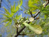 Acer saccharinum