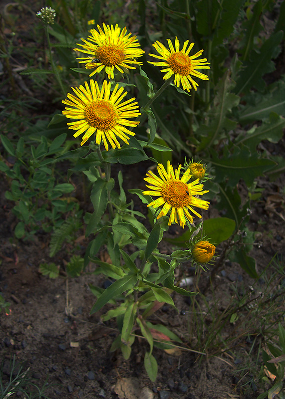 Image of Inula britannica specimen.