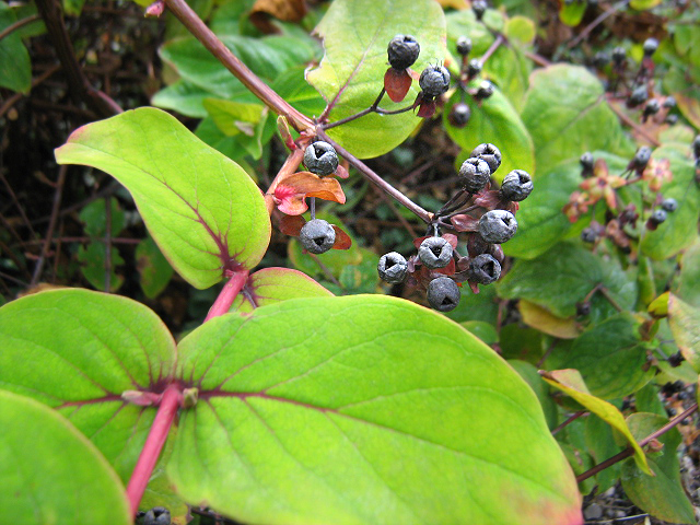 Image of Hypericum androsaemum specimen.