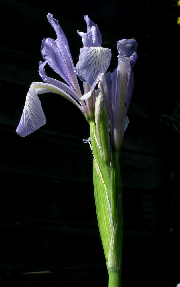 Image of Iris biglumis specimen.