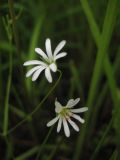 Stellaria filicaulis. Цветки. Приморский край, г. Находка. 13.06.2012.