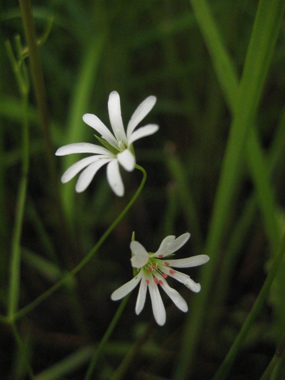 Image of Stellaria filicaulis specimen.