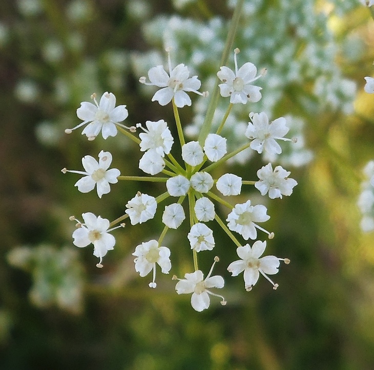 Image of Pimpinella saxifraga specimen.