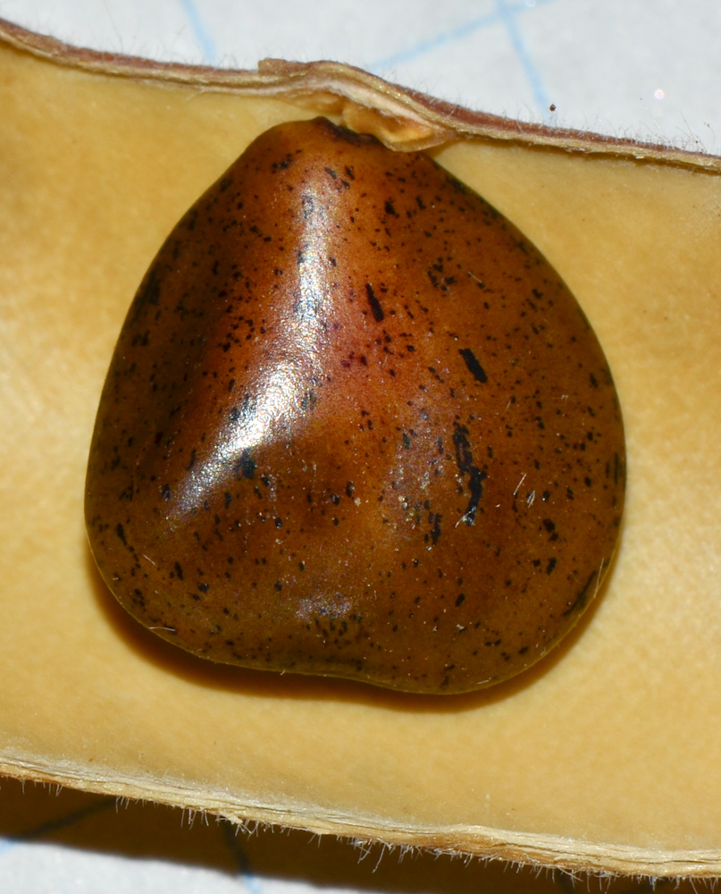 Image of Caesalpinia gilliesii specimen.