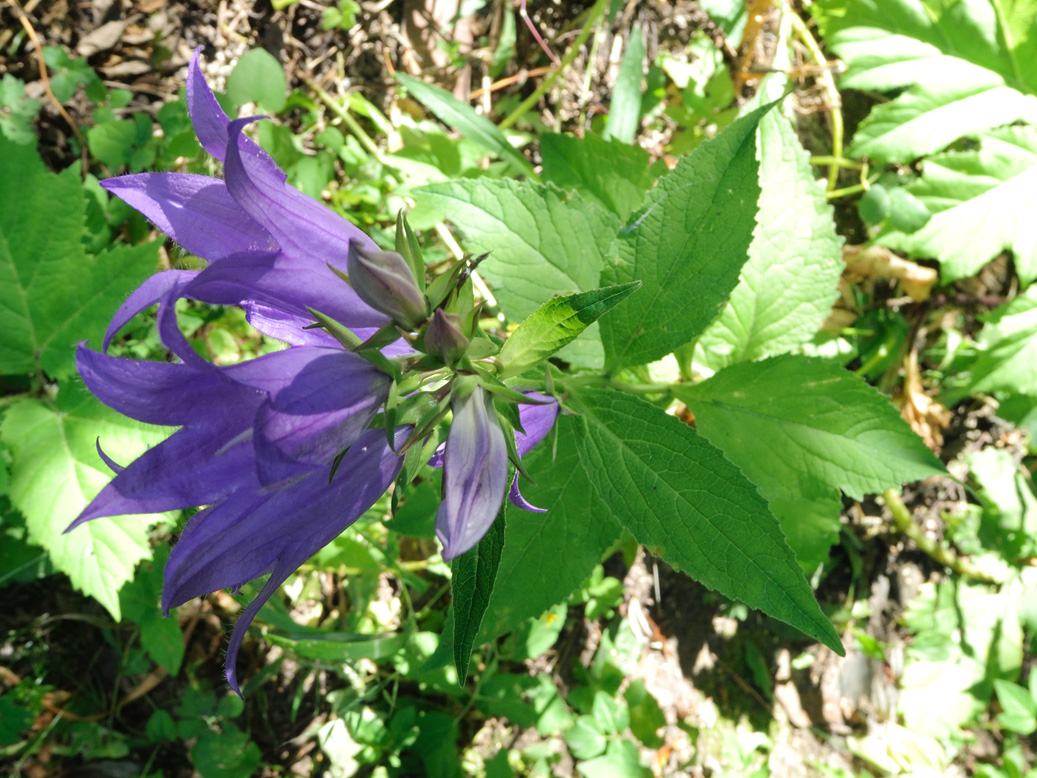 Изображение особи Campanula latifolia.