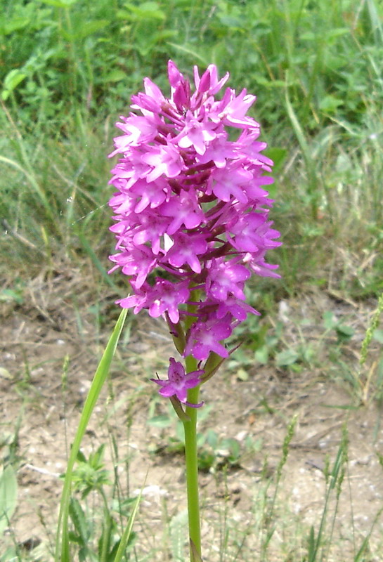 Изображение особи Anacamptis pyramidalis.