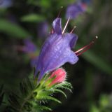 Echium vulgare