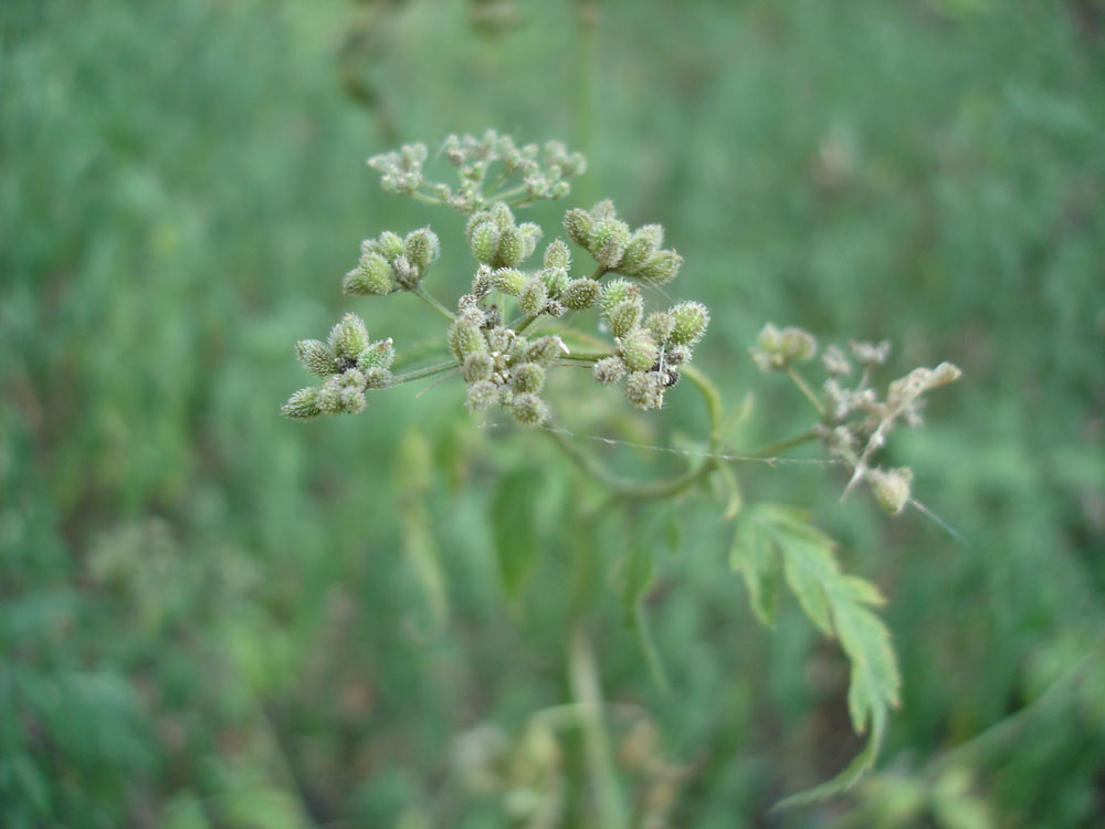 Image of Torilis japonica specimen.