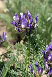 Astragalus skorniakowii