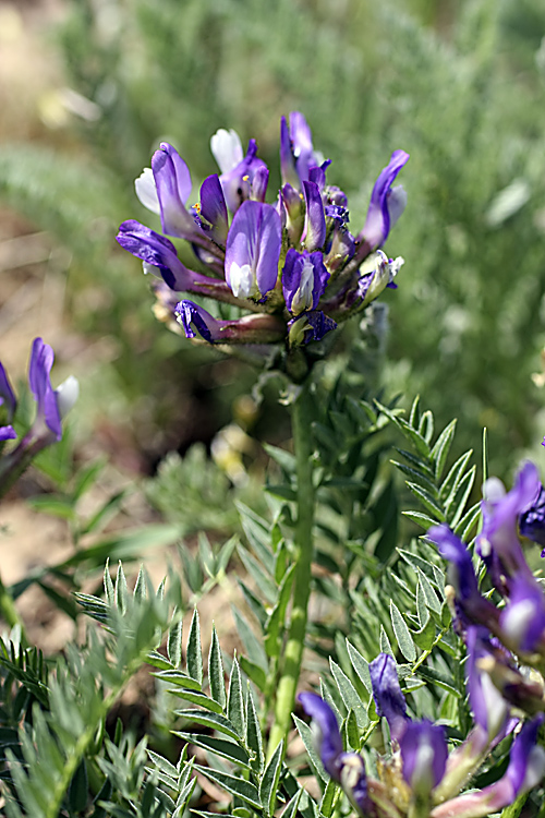 Image of Astragalus skorniakowii specimen.