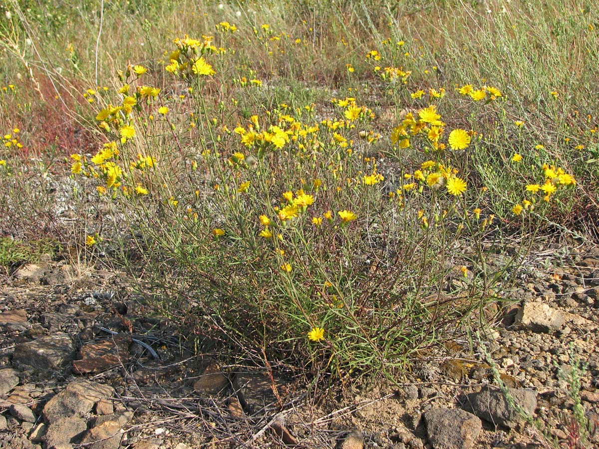 Image of Hieracium filifolium specimen.