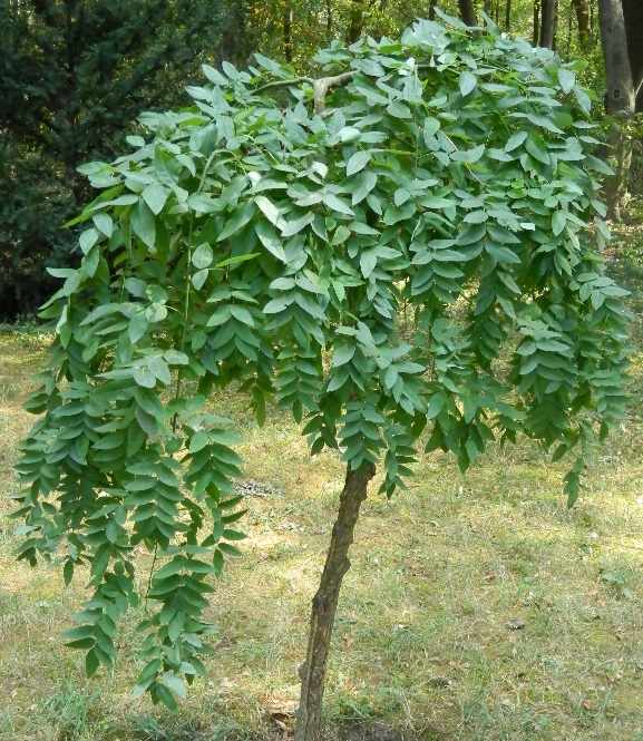 Image of Styphnolobium japonicum specimen.