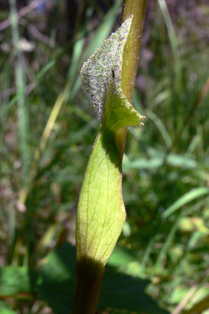 Image of Ligularia sibirica specimen.