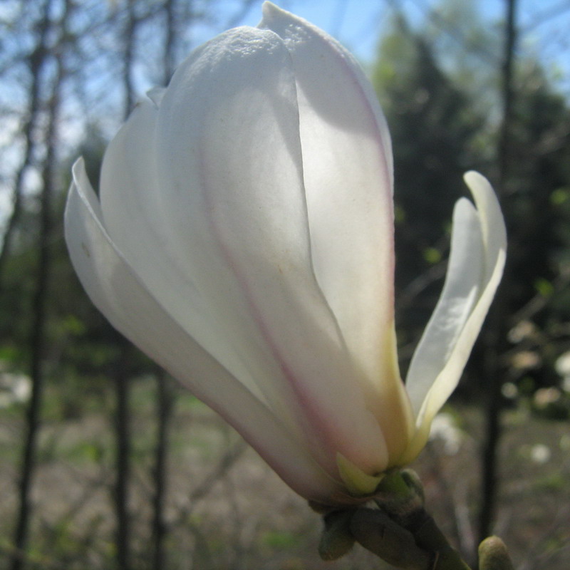 Image of Magnolia kobus specimen.