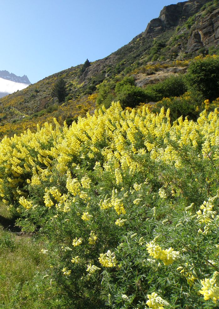 Image of Lupinus arboreus specimen.