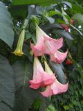 Brugmansia suaveolens