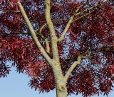 Fraxinus oxycarpa. Ствол и скелетные ветви молодого дерева. Германия, г. Кемпен, в озеленении улицы у детской площадки. 19.10.2012.