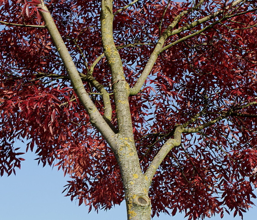 Image of Fraxinus oxycarpa specimen.