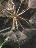 Tragopogon serotinus