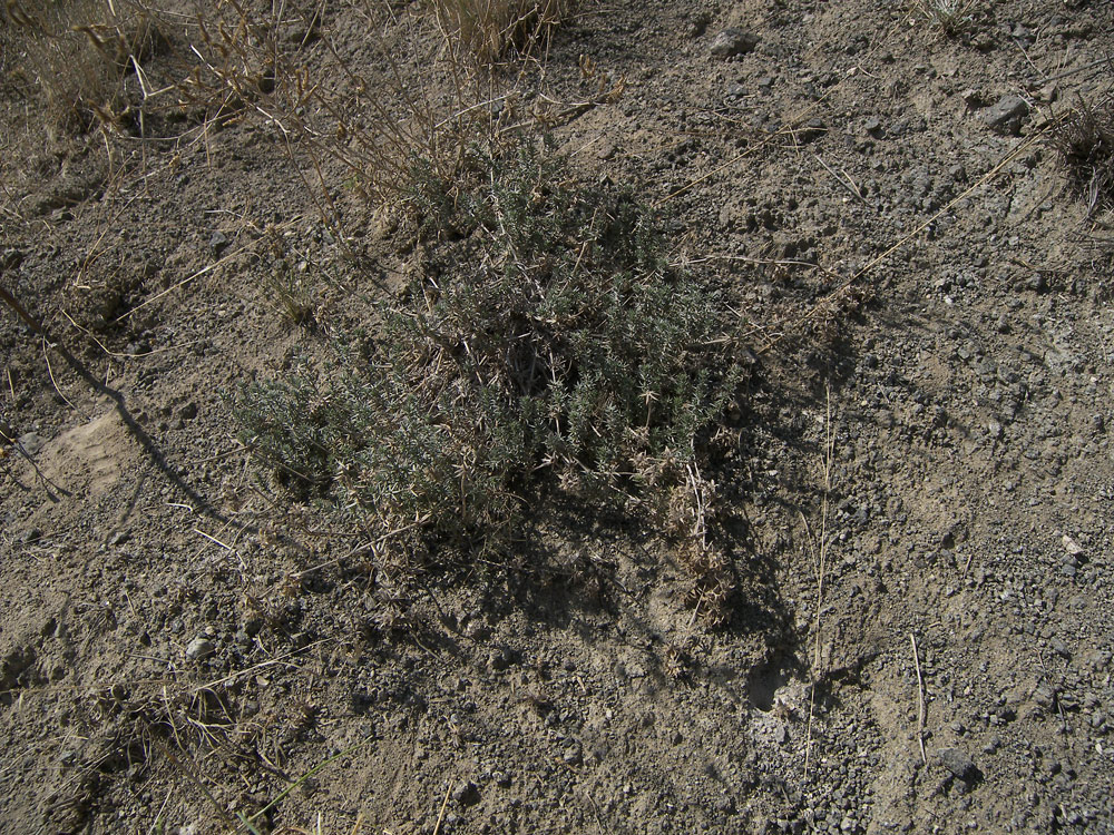 Image of Asperula glomerata specimen.