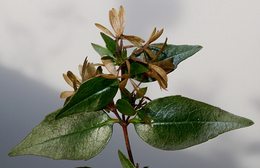 Изображение особи Abelia × grandiflora.