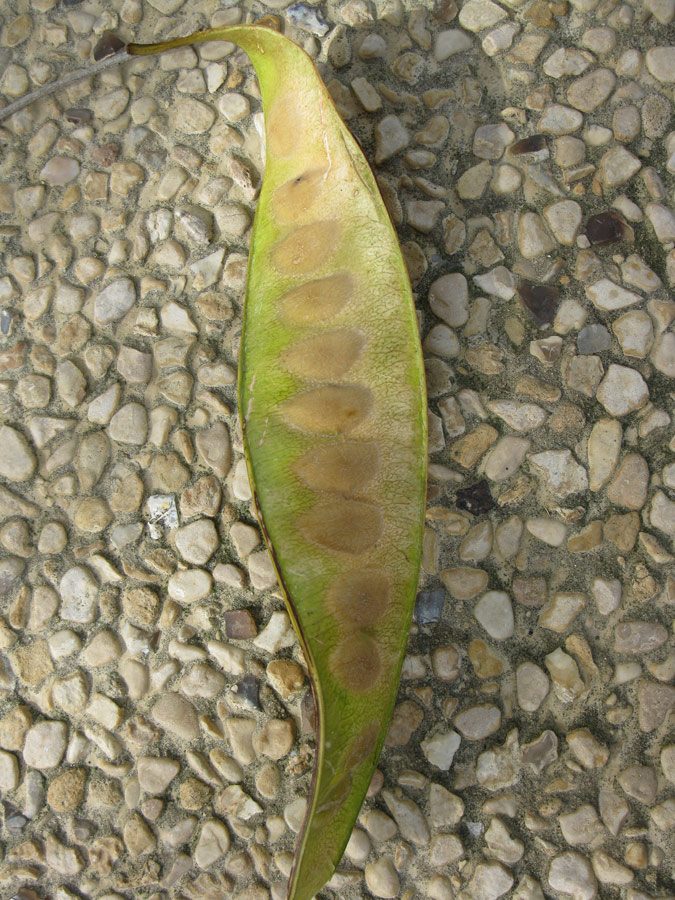 Image of Albizia lebbeck specimen.