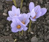 Crocus pulchellus