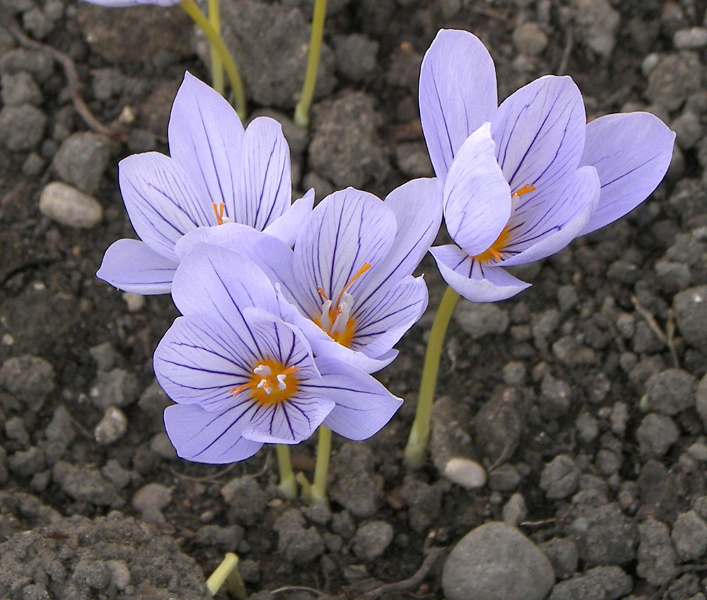 Изображение особи Crocus pulchellus.