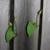 Calystegia sepium