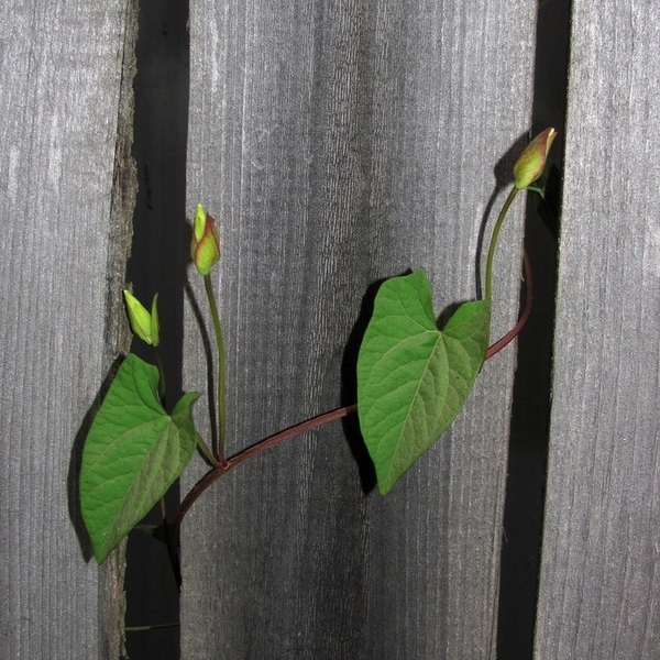 Изображение особи Calystegia sepium.