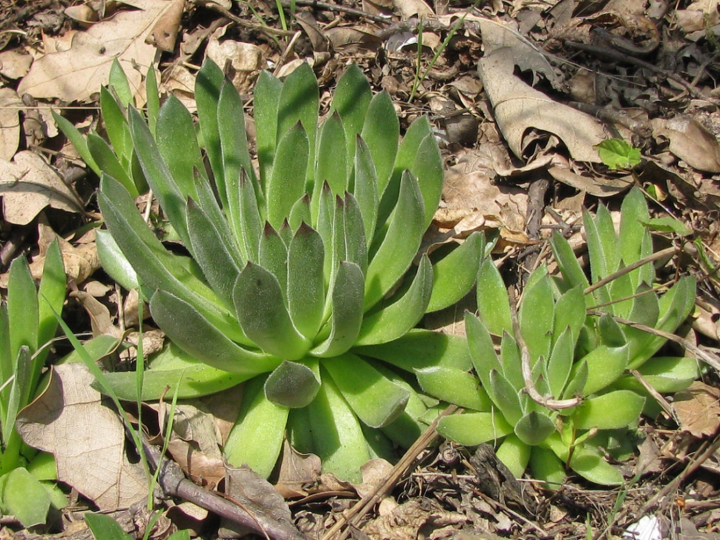 Image of Sempervivum ruthenicum specimen.