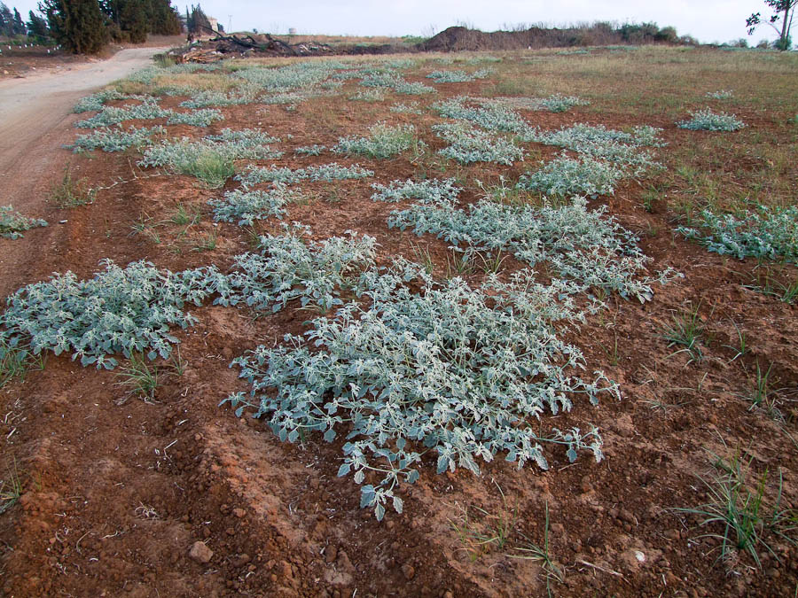 Изображение особи Chrozophora tinctoria.