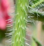 Echium rauwolfii