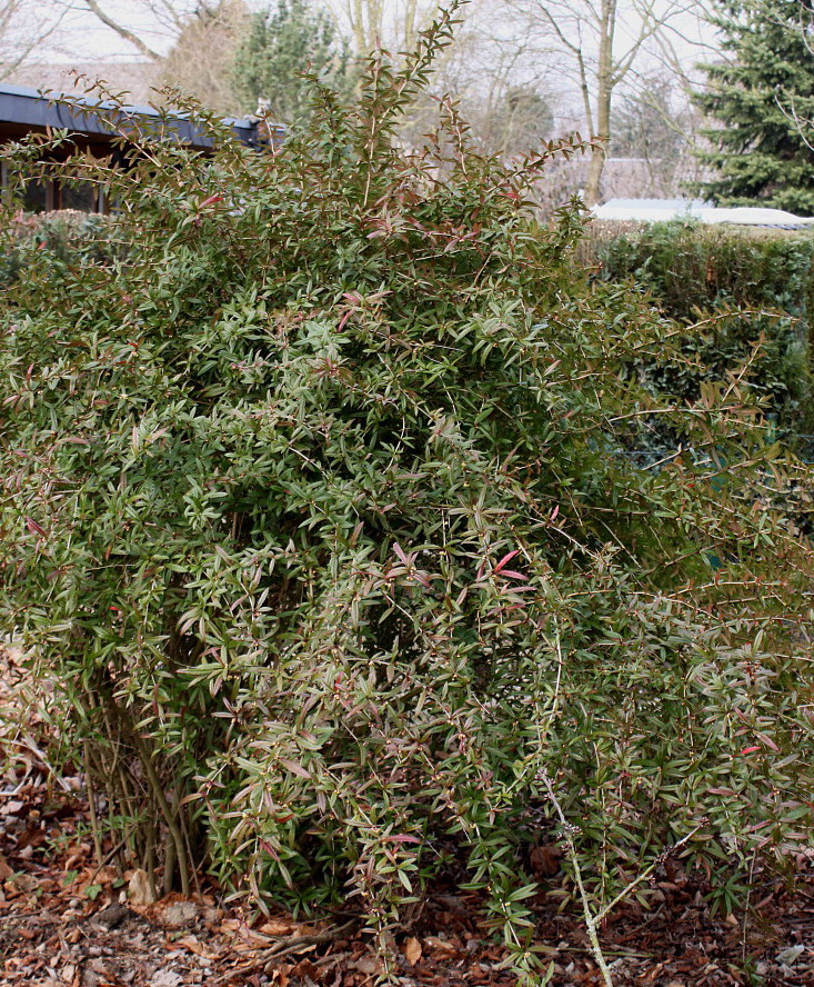 Изображение особи Berberis soulieana.