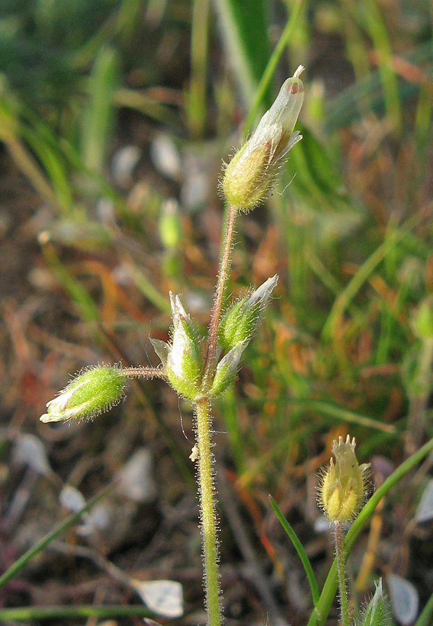 Изображение особи Cerastium semidecandrum.