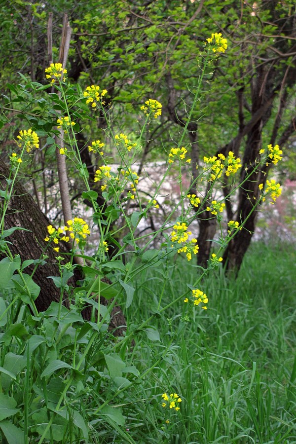 Изображение особи Brassica campestris.