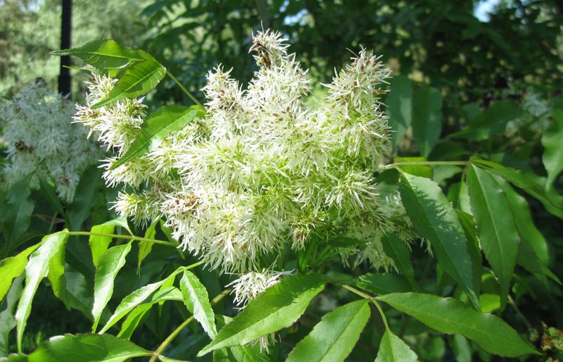 Изображение особи Fraxinus ornus.