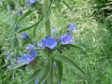 Echium vulgare. Часть стебля с соцветиями и листьями. Тамбовская обл., Петровский р-н, с. Петровское, обочина дороги. 12.06.2012.