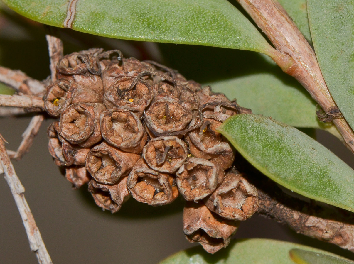Image of Melaleuca nesophila specimen.