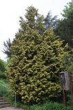 Chamaecyparis lawsoniana