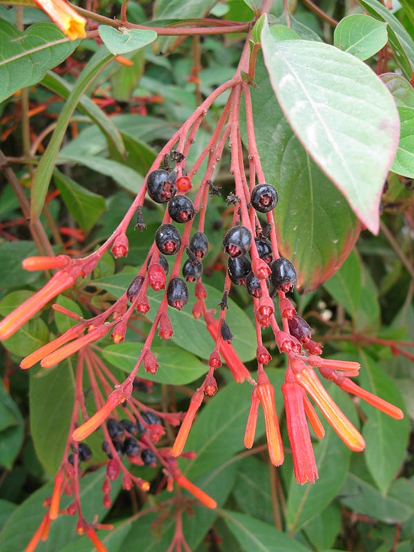 Image of Hamelia patens specimen.