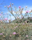 Centaurea majorovii