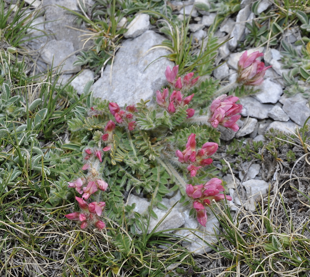 Изображение особи Oxytropis purpurea.