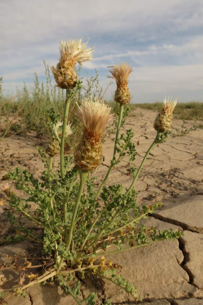 Изображение особи Stemmacantha nitida.