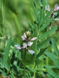 Astragalus campylotrichus. Соцветие. Узбекистан, г. Ташкент, Актепа Юнусабадская. 04.05.2013.